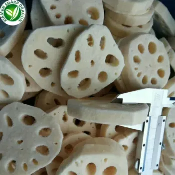 Fresh Lotus Root 